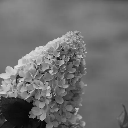 Rara Factory Design House