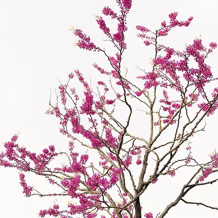 Rara Factory Design House