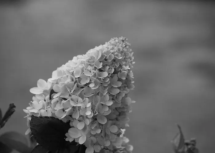 Rara Factory Design House