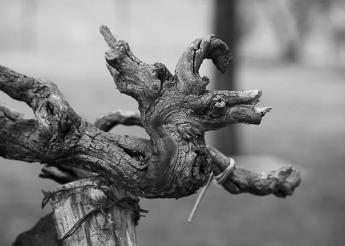 Rara Factory Design House * Орвието